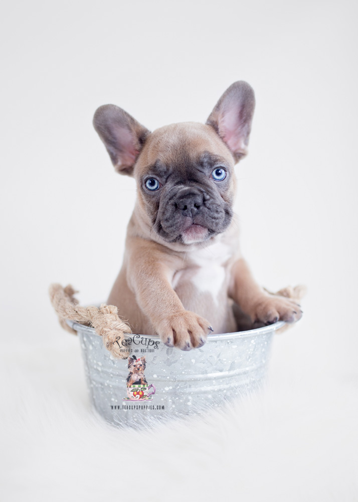 Blue Fawn French Bulldog Puppy Teacup Puppies & Boutique