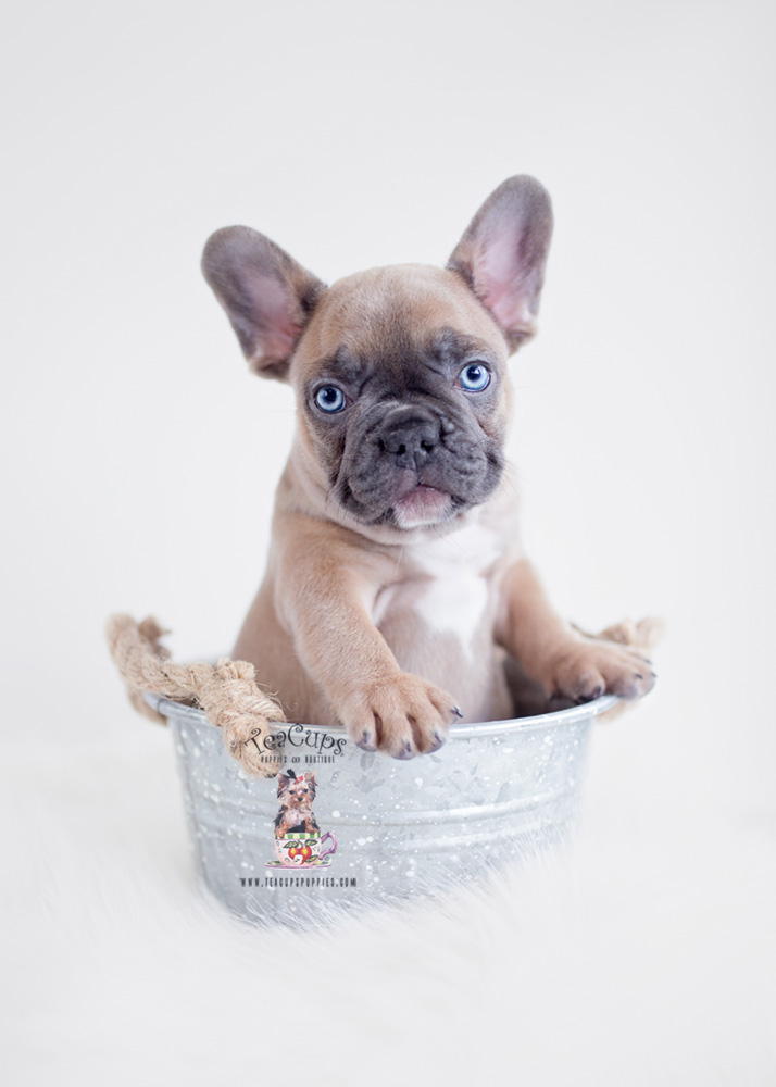 Blue Fawn French Bulldog Puppy