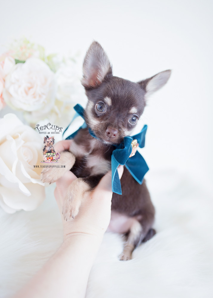 Chocolate Chihuahua Puppy