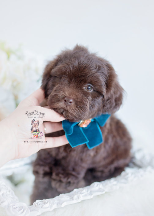 Shih-Poo Puppy For Sale