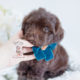Shih-Poo Puppy For Sale