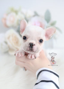 Tiny White French Bulldog Puppy