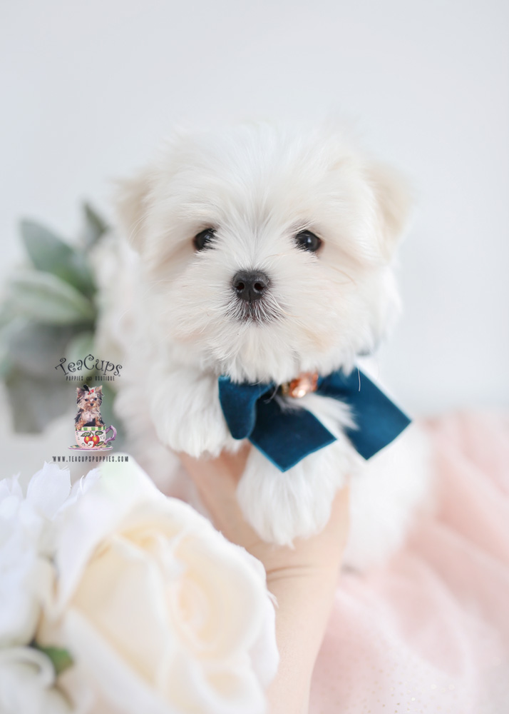 maltesepuppyforsaleteacuppuppies017 Teacup Puppies & Boutique