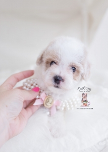 maltipoo puppy