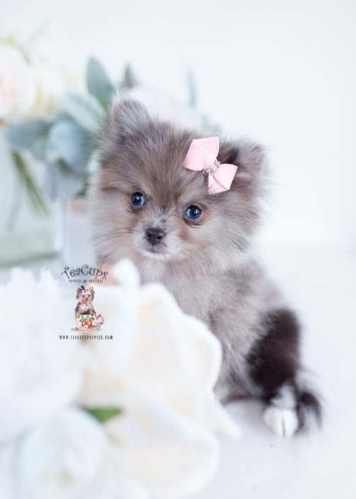 tiny teacup pomeranian puppies