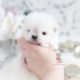 Micro Teacup Puppies Maltipom