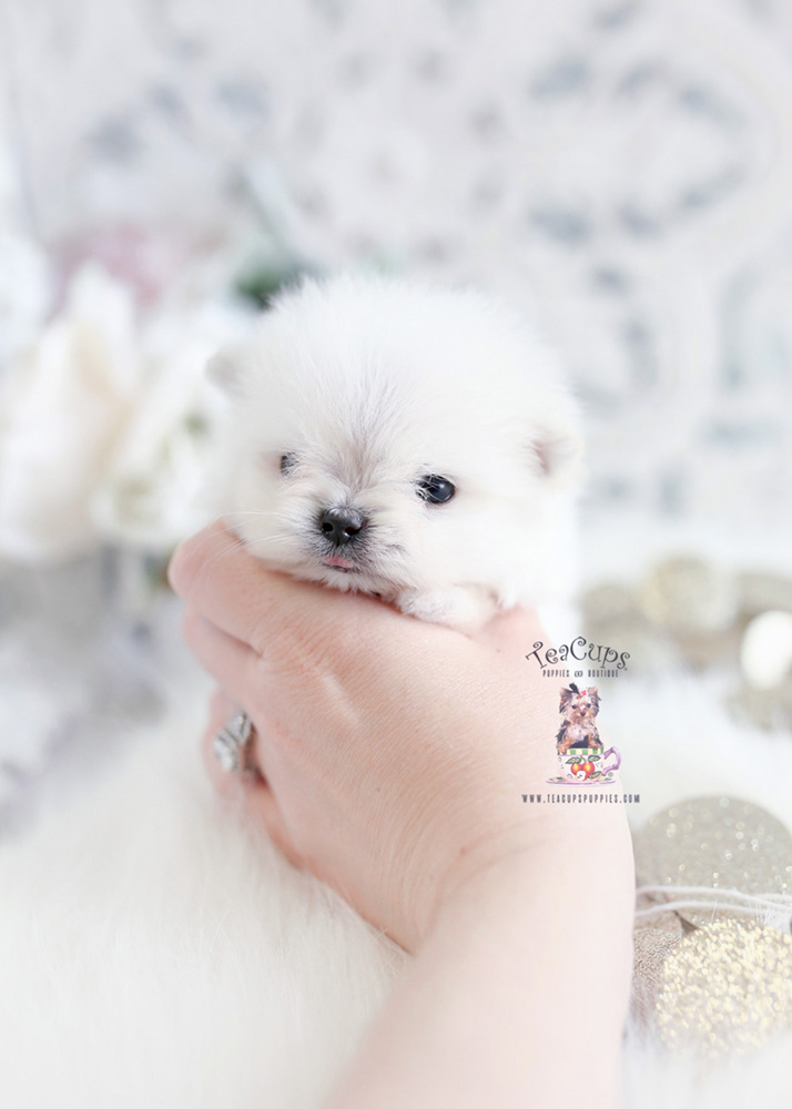 Micro Teacup Puppies Maltipom