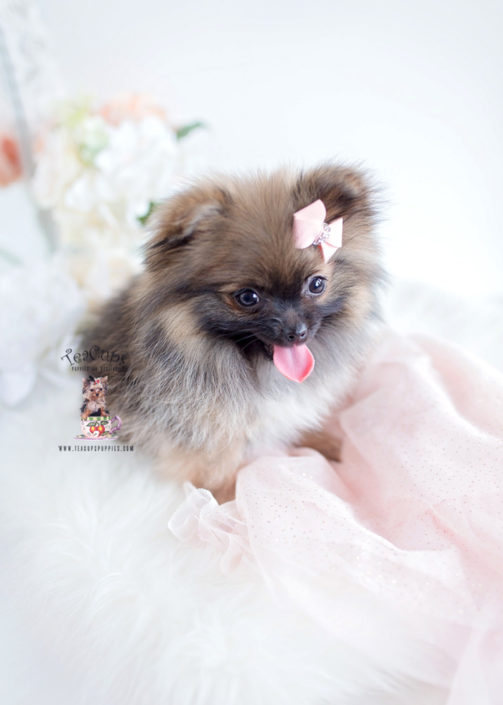 Pomeranian Dogs For Sale