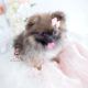 Pomeranian Dogs For Sale