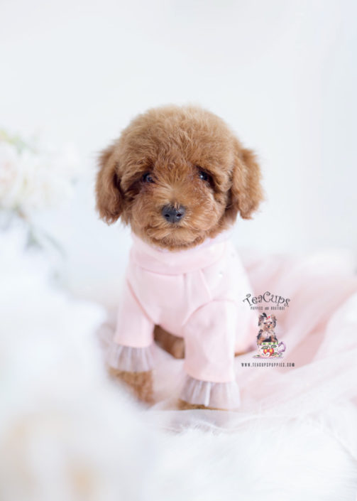 Red Toy Poodle Puppy