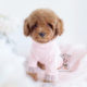 Red Toy Poodle Puppy