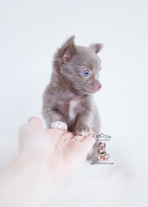 Long Haired Chihuahua Puppy