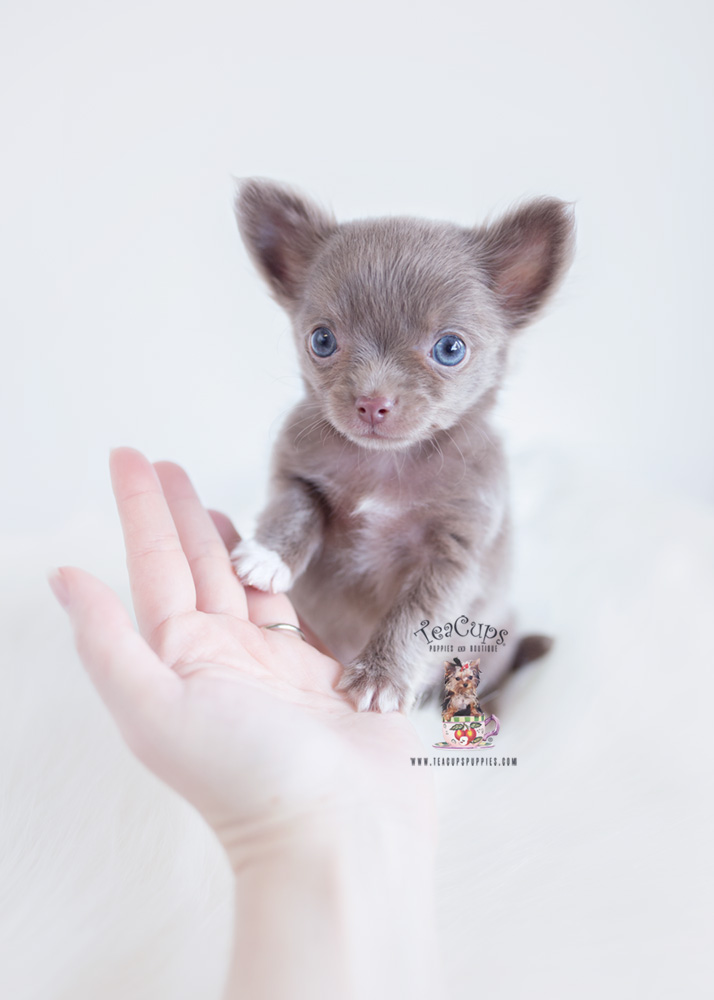 silver chihuahua puppies