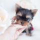 Tiny Teacup Yorkie