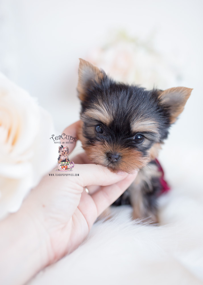 Tiny Teacup Yorkie