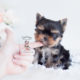 Teacup Yorkie Breeder Florida