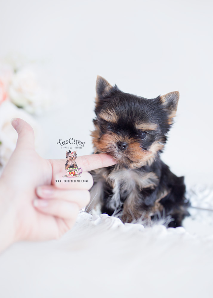 Teacup Yorkie Breeder Florida