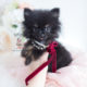 Tiny Black Pomeranian Puppy by TeaCups