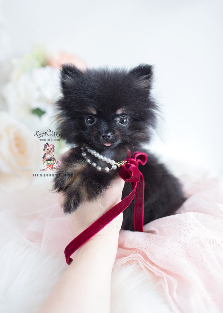 Tiny Black Pomeranian Puppy by TeaCups