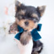 Yorkie Puppies For Sale