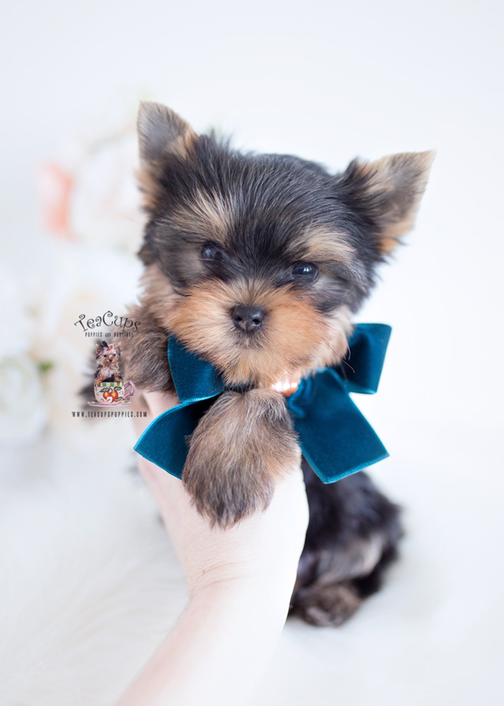 Yorkie Puppies For Sale