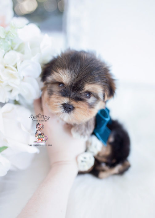 Parti Yorkie Puppy For Sale