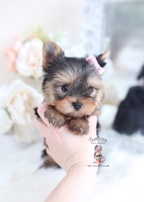 Beautiful Yorkie Puppies For Sale