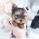 Beautiful Yorkie Puppies For Sale