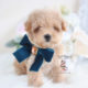 Toy Poodle Puppy For Sale