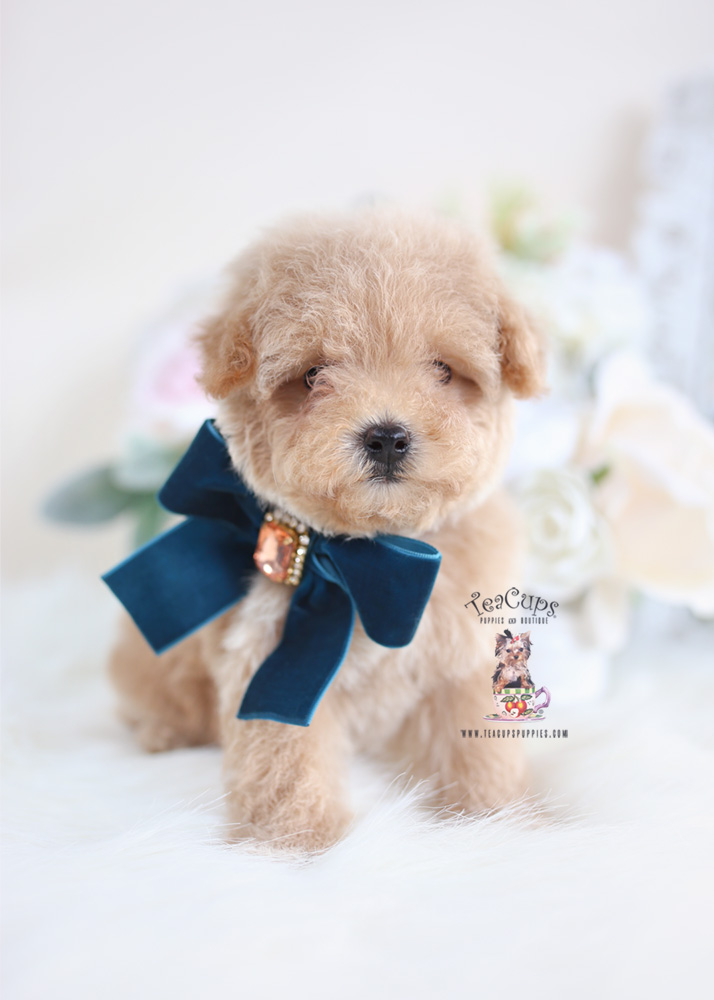 Toy Poodle Puppy For Sale