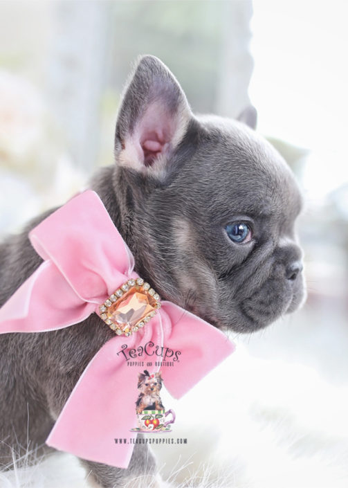 Beautiful Lilac Frenchie Puppy