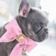 Beautiful Lilac Frenchie Puppy
