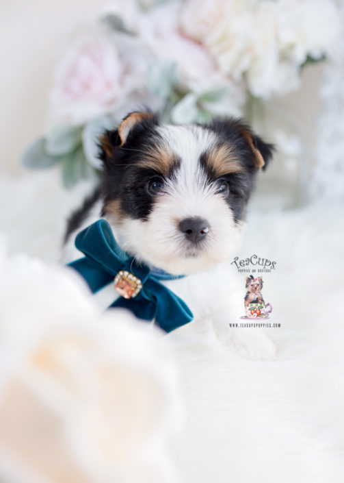 Biewer Yorkie Puppy