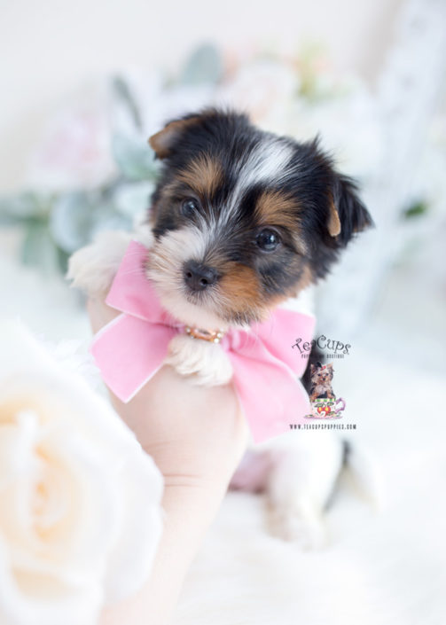 Biewer Terrier Puppy