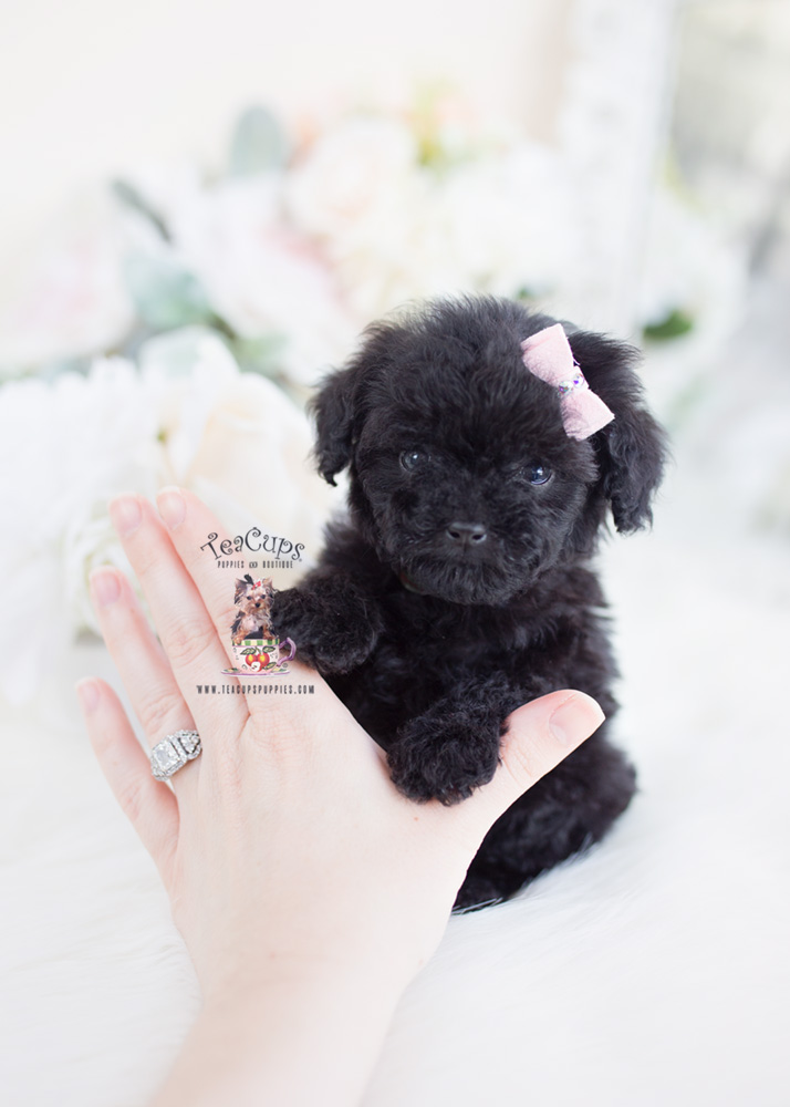 Tiny Black Poodle Puppies Teacup Puppies & Boutique
