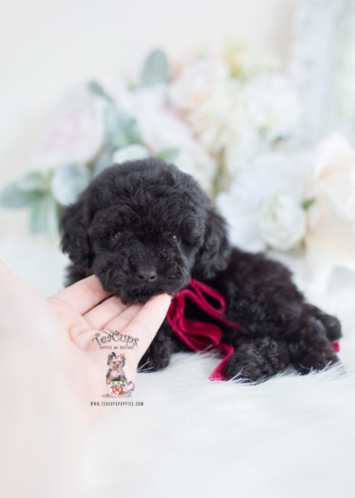 Black Toy Poodle Puppy