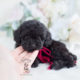 Black Toy Poodle Puppy