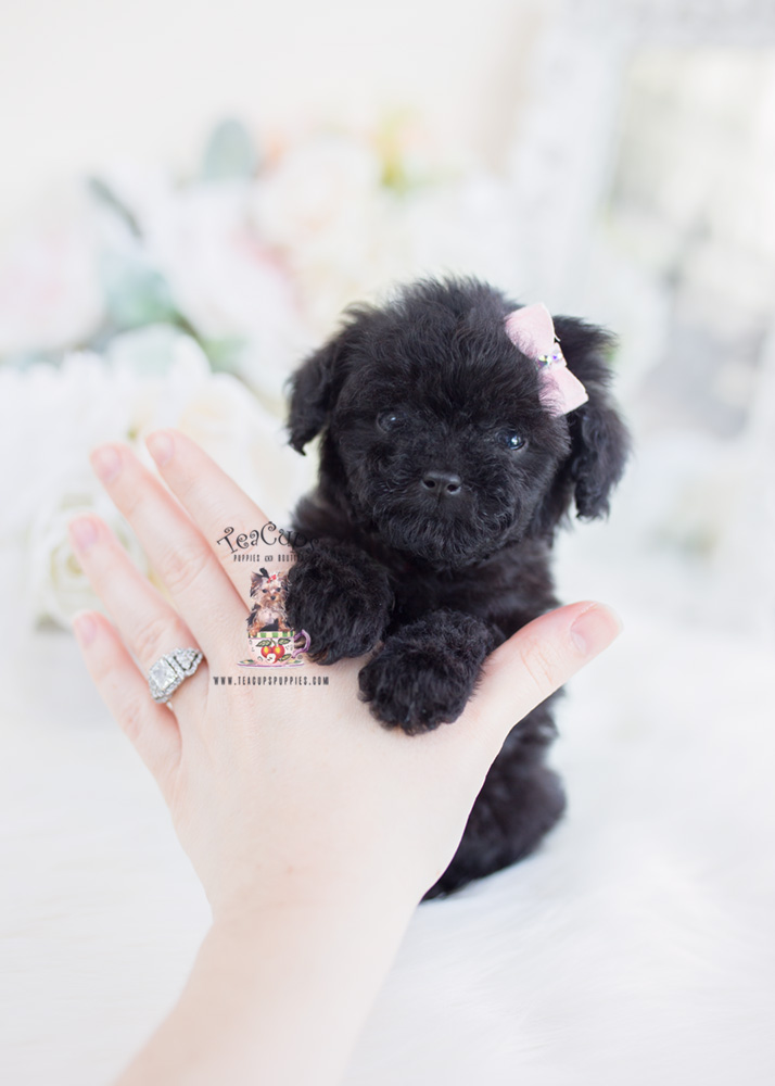 Tiny Black Poodle Puppies | Teacup 