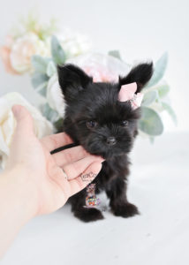 Black Yorkie Puppy For Sale