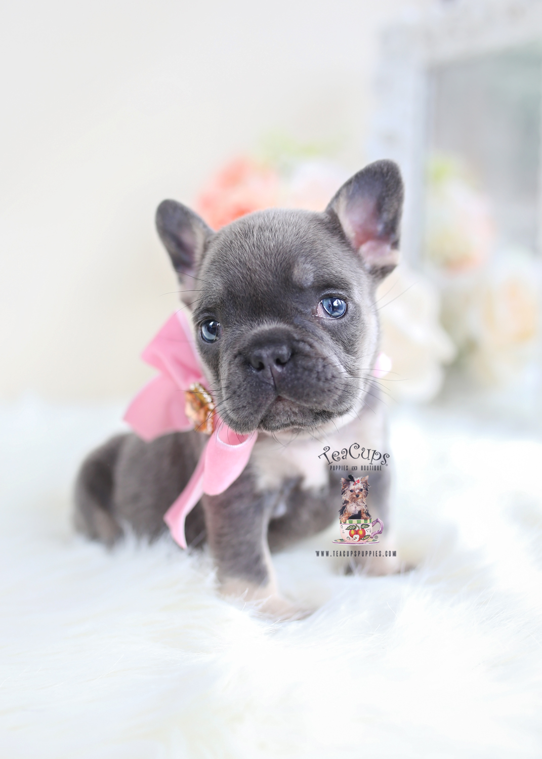 Blue & Tan French Bulldog Puppy