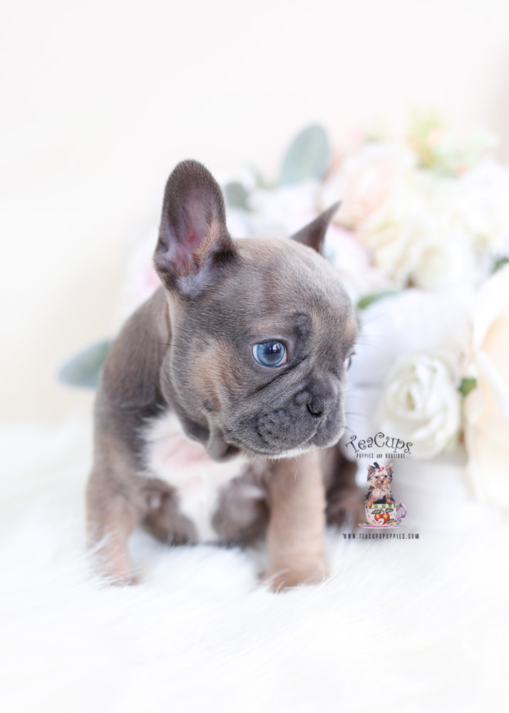 Blue Fawn French Bulldog Puppies | Teacup Puppies & Boutique