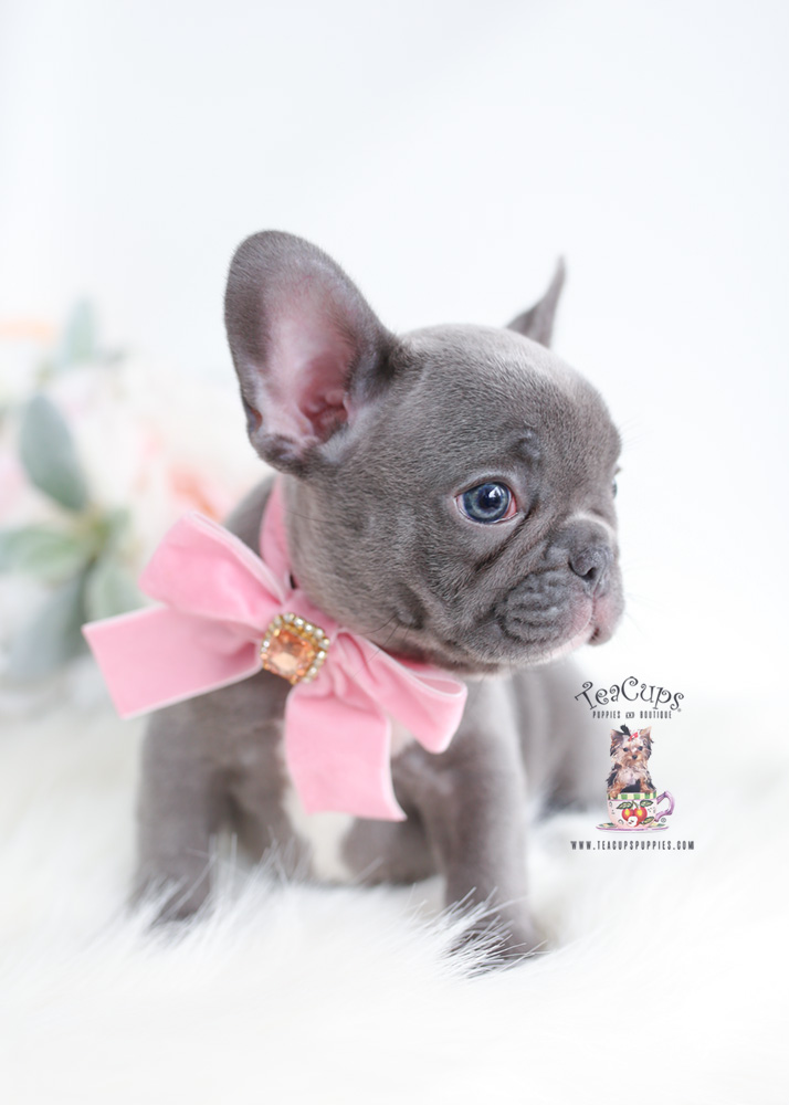 French Bulldog Puppy For Sale