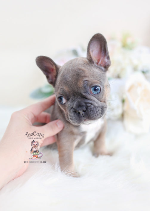 Blue Fawn French Bulldog Puppy