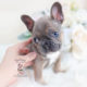 Blue Fawn French Bulldog Puppy