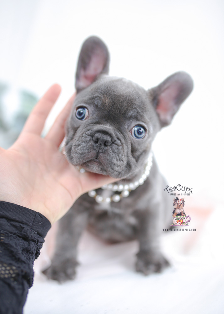bluefrenchbulldogpuppiesforsaleteacuppuppies32 Teacup Puppies