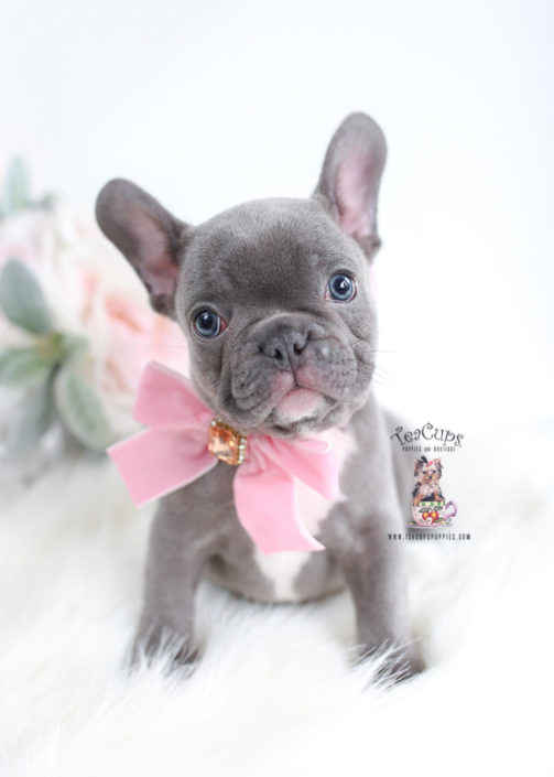 Beautiful Blue Frenchie Puppy