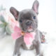 Beautiful Blue Frenchie Puppy