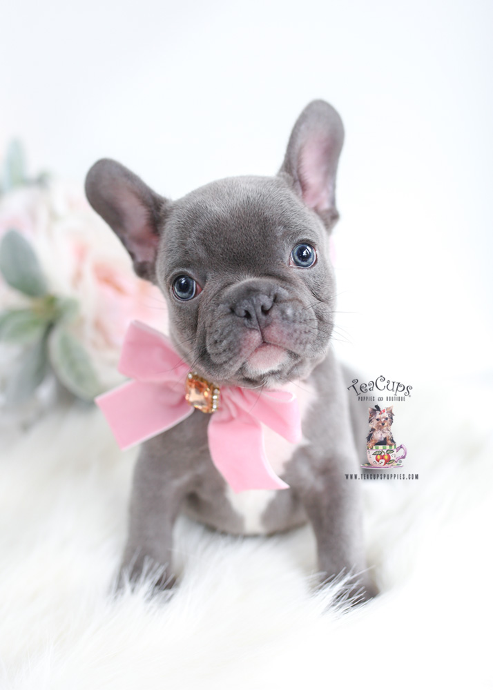 French Bulldog Puppy For Sale Teacup Puppies & Boutique