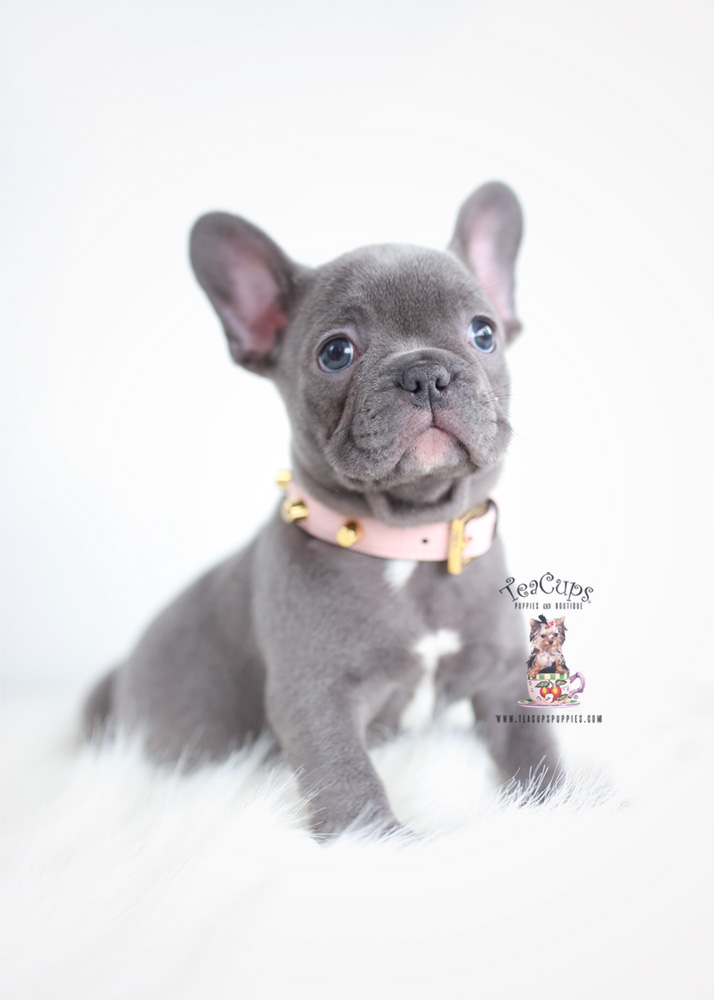 Blue French Bulldog Puppies Teacup Puppies & Boutique