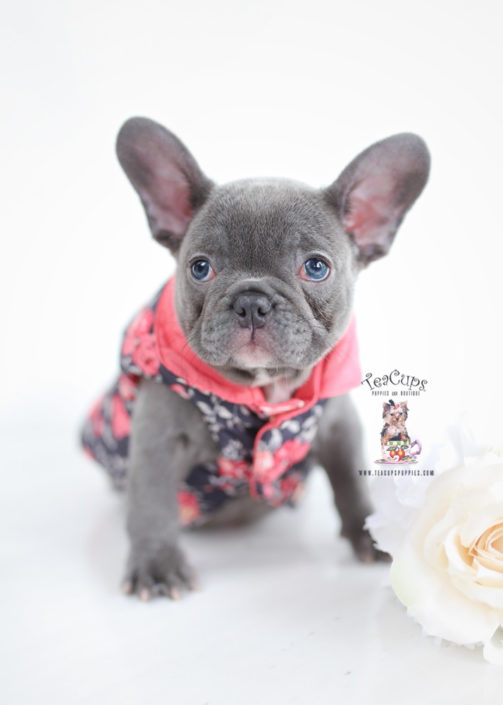 French Bulldog For Sale